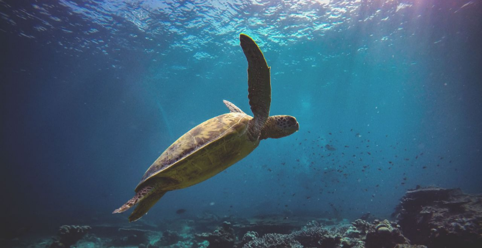 National Marine Aquarium Turtle